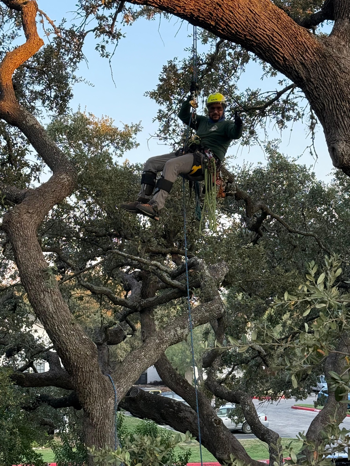 Tree Cabling & Bracing in San Antonio