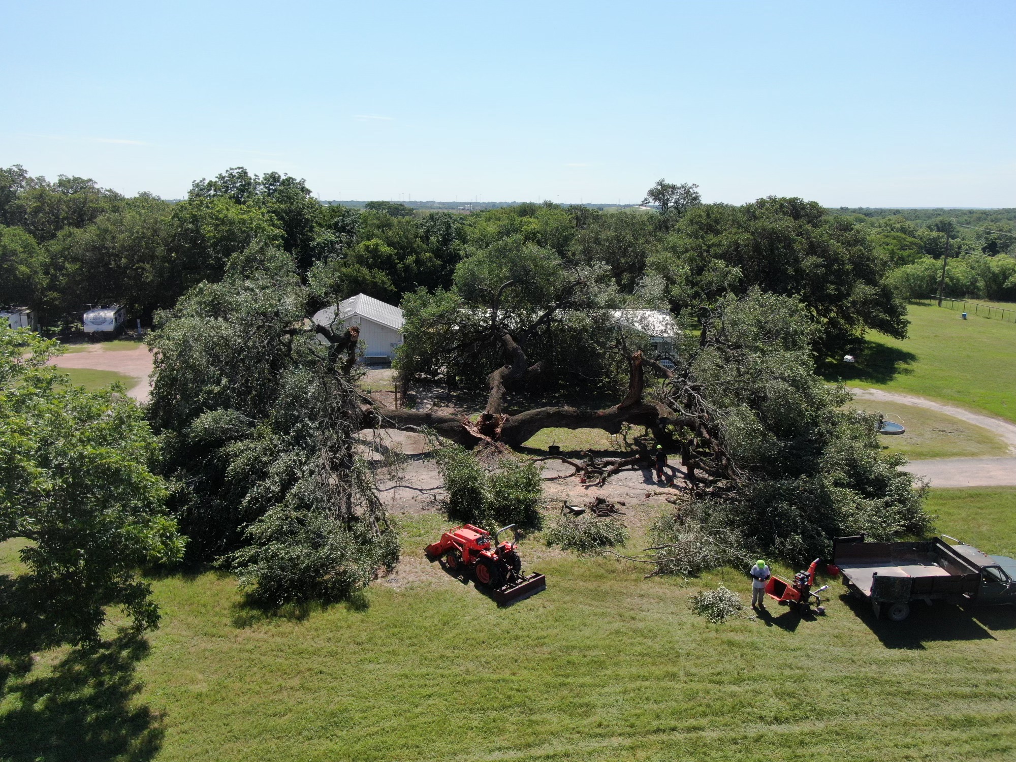 Crane-Assisted Tree Removal in San Antonio