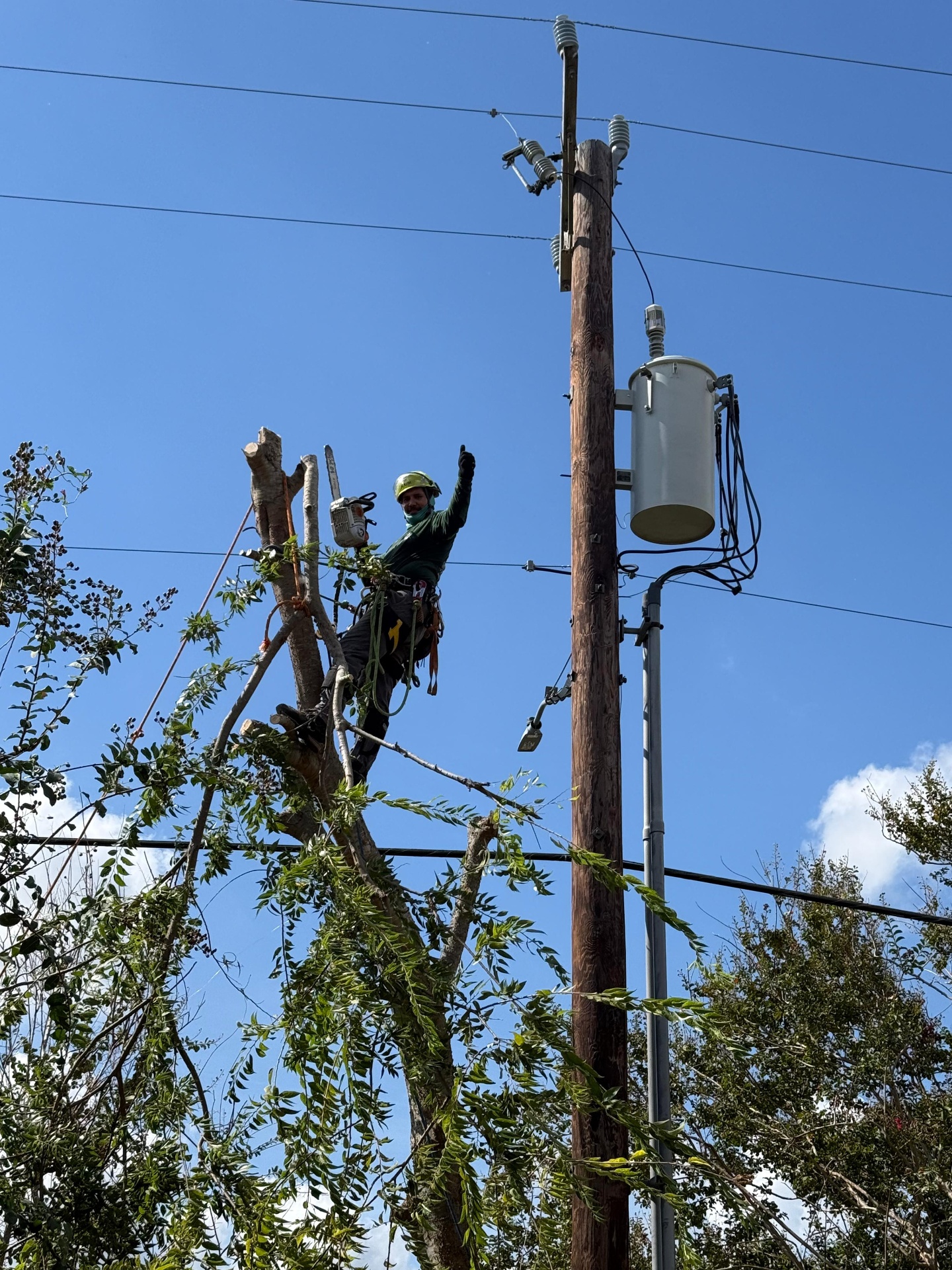 Palm Tree Trimming in San Antonio