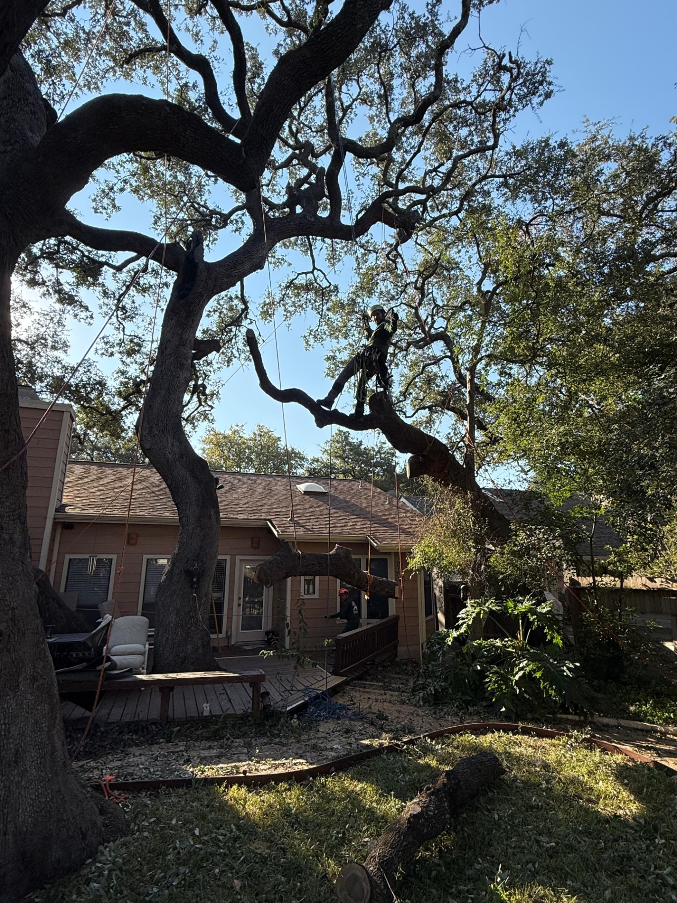 Tree service request and first contact in San Antonio