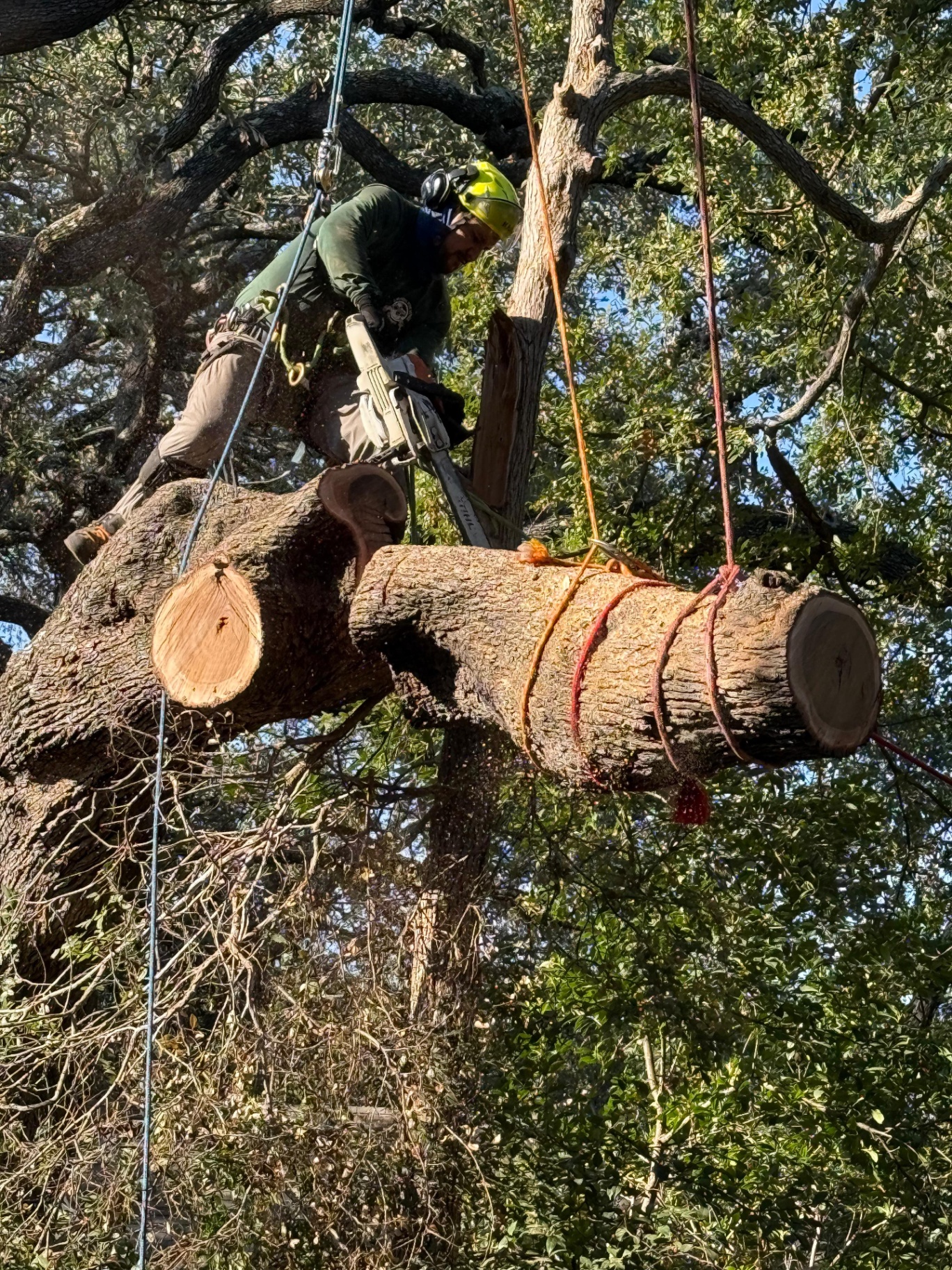 Tree Health Assessment in San Antonio